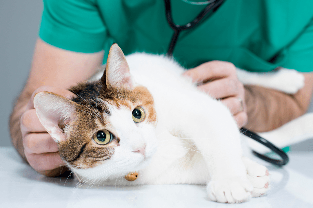 The Most Common Causes of Skin Cancer in Cats Fursure Blog